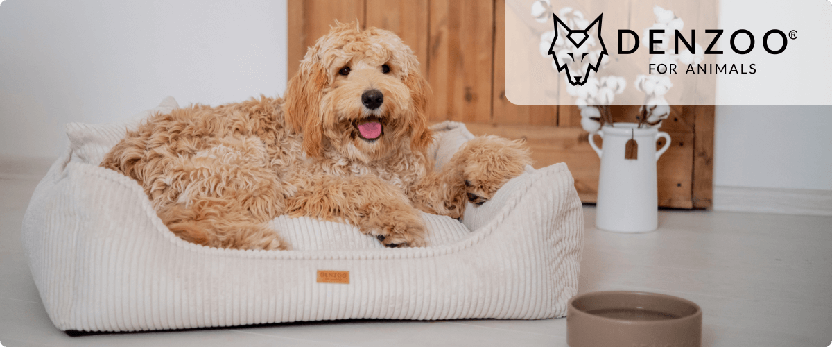 o-znacce-denzoo-Desktop